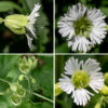 Starry campion's main stem ends in a panicle of flowers up to 8" long and 3-4" across; additional panicles may arise on the lateral stems on robust plants. Flowers occur in groups of 2-3 on the ends of long, slender branches; the flowers rest directly on short (1/4") pedicels. Individual flowers are 3/4" across. Each flower consists of a bell shaped, light green, fuzzy calyx nearly as broad as it is long with five broad, triangular teeth on its free end; five white petals with a narrow base and a "fringe" of 8-12 narrow lobes on their free ends; 10 stamens with slender white filaments that extend well outside the throat; and three white styles. The styles emerge from a large, green, globular ovary in the middle of the flower. After fertilization, the calyx gets broader (nearly triangular in profile) as the ovary expands into a spherical green ball; the fruit is brown, urn-shaped, and has six teeth on the distal end. The flowers tend to close in bright midday light. They are usually pollinated by moths and, to a lesser extent, bumblebees.