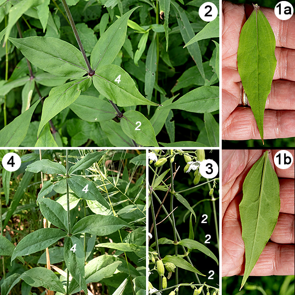 Starry campion is a native plant that grows to 1-2.5' tall. It's easy to tell from other Silene spp. by the open "throat" of the flower (i.e., you can easily see into the bell-shaped bladder) and the highly dissected "fringe" on the petals. The stems are round in section, often hairy, pale green to pale reddish green, and often reddish-purple and swollen at the leaf nodes. The leaves occur in whorls of four in mid-stem but are opposite above and below that region. Leaves are up to 4" long and 1.5" across, elliptical or lance-shaped, sessile, with smooth margins.