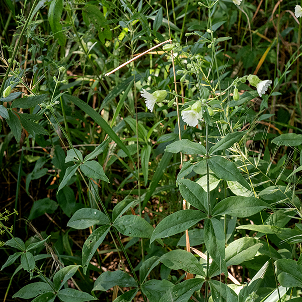 Starry campion is a native plant that grows to 1-2.5' tall. It's easy to tell from other Silene spp. by the open "throat" of the flower (i.e., you can easily see into the bell-shaped bladder) and the highly dissected "fringe" on the petals. The stems are round in section, often hairy, pale green to pale reddish green, and often reddish-purple and swollen at the leaf nodes. The leaves occur in whorls of four in mid-stem but are opposite above and below that region. Leaves are up to 4" long and 1.5" across, elliptical or lance-shaped, sessile, with smooth margins. The main stem ends in a panicle of flowers up to 8" long and 3-4" across; additional panicles may arise on the lateral stems on robust plants. Flowers occur in groups of 2-3 on the ends of long, slender branches; the flowers rest directly on short (1/4") pedicels. Individual flowers are 3/4" across. Each flower consists of a bell shaped, light green, fuzzy calyx nearly as broad as it is long with five broad, triangular teeth on its free end; five white petals with a narrow base and a "fringe" of 8-12 narrow lobes on their free ends; 10 stamens with slender white filaments that extend well outside the throat; and three white styles. The styles emerge from a large, green, globular ovary in the middle of the flower. After fertilization, the calyx gets broader (nearly triangular in profile) as the ovary expands into a spherical green ball; the fruit is brown, urn-shaped, and has six teeth on the distal end. The flowers tend to close in bright midday light. They are usually pollinated by moths and, to a lesser extent, bumblebees.