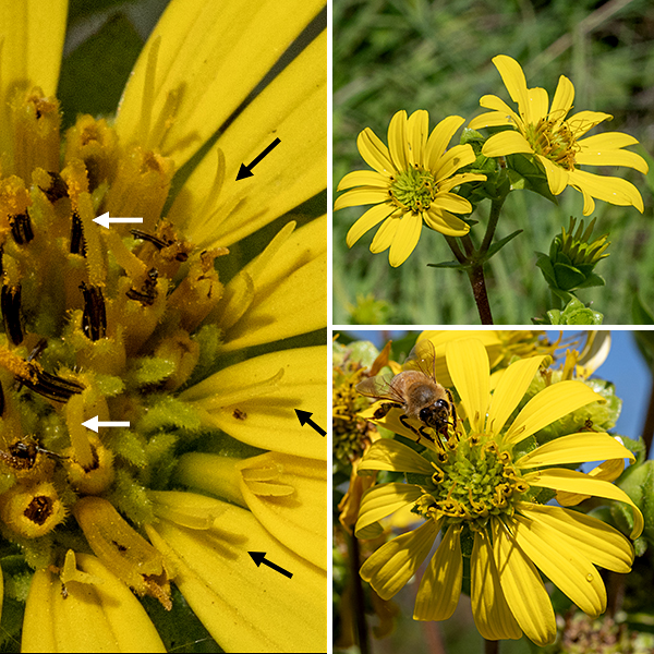 Rosinweed produces a panicle of sunflower-like blooms from the top of the stem and the tops of side stems (if any). Individual flowerheads are 2-3" across; they consist of 12-35 yellow, pistillate (female) ray florets and 70-200+ functionally male disc florets. The green bracts beneath the flowerheads are teardrop-shaped, partially overlapping in two or three layers, and sometimes covered with glandular hairs. The petals of the ray florets have two prominent longitudinal grooves and a tiny apical notch. Only the ray florets can produce seeds — a split style protrudes from a short tube at the base of the ray floret. The central disk is initially green but becomes yellow as the disk florets open; they are yellow, tubular, with five triangular lobes at their free end, with a column of brown stamens with the tips of very long, (non-functional) styles protruding from the tubular corolla. The fruit is a flat seed that develops from the ray florets. (The curious arrangement where only the ray florets can produce seeds while the disk florets are functionally male is true throughout the genus Silphium. The opposite is true in the true sunflowers, genus Helianthus.)