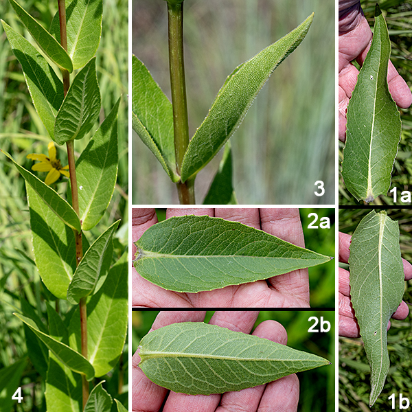 Rosinweed is a native prairie species, the shorter relative of prairie dock and compass plant; it has a single stem up to 5' tall. The stem is round or weakly angled in section, light green or red, robust, and usually covered with short, stiff hairs; it is unbranched except near the inflorescence. The basal leaves usually wither by the time flowerheads are produced. The stem leaves are opposite, up to 5" long and half as wide, sharply pointed with a rounded base that partially clasps the stem; they are relatively thick and leathery, and covered with short, stiff hairs on both surfaces, so they have a sandpaper-like feel. The leaf margins may have tiny teeth or be smooth.