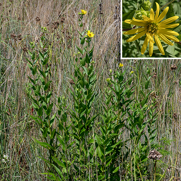 Rosinweed is a native prairie species, the shorter relative of prairie dock and compass plant; it has a single stem up to 5' tall. The stem is round or weakly angled in section, light green or red, robust, and usually covered with short, stiff hairs; it is unbranched except near the inflorescence. The basal leaves usually wither by the time flowerheads are produced. The stem leaves are opposite, up to 5" long and half as wide, sharply pointed with a rounded base that partially clasps the stem; they are relatively thick and leathery, and covered with short, stiff hairs on both surfaces, so they have a sandpaper-like feel. The leaf margins may have tiny teeth or be smooth. A panicle of sunflower-like blooms arises from the top of the stem and the tops of side stems (if any). Individual flowerheads are 2-3" across; they consist of 12-35 yellow, pistillate (female) ray florets and 70-200+ functionally male disc florets. The green bracts beneath the flowerheads are teardrop-shaped, partially overlapping in two or three layers, and sometimes covered with glandular hairs. The petals of the ray florets have two prominent longitudinal grooves and a tiny apical notch. Only the ray florets can produce seeds — a split style protrudes from a short tube at the base of the ray floret. The central disk is initially green but becomes yellow as the disk florets open; they are yellow, tubular, with five triangular lobes at their free end, with a column of brown stamens with the tips of very long, (non-functional) styles protruding from the tubular corolla. The fruit is a flat seed that develops from the ray florets. (The curious arrangement where only the ray florets can produce seeds while the disk florets are functionally male is true throughout the genus Silphium. The opposite is true in the true sunflowers, genus Helianthus.)