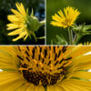 Compass plant flower stalks are very hairy, have scattered sessile, triangular bracts, extend vertically multiple feet, and bear 3-4" yellow, sunflower-like composite flowers. There are 20-35 yellow ray florets (e.g., petals) and 100-200+ yellow, tubular disk florets. Behind the flowerheads are two or three layers of very hairy, green, lance-like bracts with sharply pointed, recurved tips. For unknown reason (it just IS), only the ray florets are fertile; the disc florets bear only functional stamens (with a non-functional style protruding through the middle of the stamen). (True throughout the genus Silphium. The opposite is true in the sunflowers, genus Helianthus, where the ray florets are functionally male and the disk florets are fertile, functional females.)