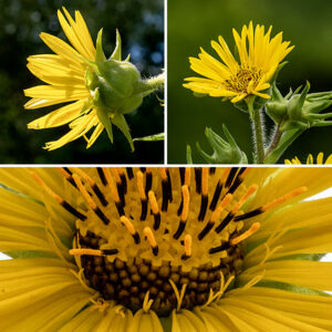 Compass plant flower stalks are very hairy, have scattered sessile, triangular bracts, extend vertically multiple feet, and bear 3-4" yellow, sunflower-like composite flowers. There are 20-35 yellow ray florets (e.g., petals) and 100-200+ yellow, tubular disk florets. Behind the flowerheads are two or three layers of very hairy, green, lance-like bracts with sharply pointed, recurved tips. For unknown reason (it just IS), only the ray florets are fertile; the disc florets bear only functional stamens (with a non-functional style protruding through the middle of the stamen). (True throughout the genus Silphium. The opposite is true in the sunflowers, genus Helianthus, where the ray florets are functionally male and the disk florets are fertile, functional females.)
