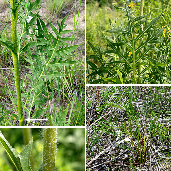 Compass plant is one of our native tallgrass prairie plants; it grows from leaf buds poking out of the ground to a 6-12' tall plant in just three months. The main stem is light to medium green, thick, round in section, and is covered with conspicuous hairs. It is unbranched except near the inflorescence. The main leaves are basal, 1-2' long and half as wide, hairy, and so deeply lobed they resemble giant fern fronds. The basal leaves tend to extend along a north-south axis (thus "compass" plant), presumably to intercept maximum sunlight. The stem leaves are also deeply lobed and pinnatifid, but are much smaller than the basal leaves and decrease in size and become nearly sessile further up the stem. Flower stalks are very hairy, have scattered sessile, triangular bracts, extend vertically multiple feet, and bear 3-4" yellow, sunflower-like composite flowers.