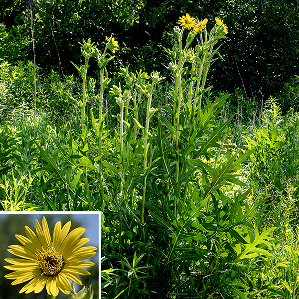Compass plant is one of our native tallgrass prairie plants; it grows from leaf buds poking out of the ground to a 6-12' tall plant in just three months. The main stem is light to medium green, thick, round in section, and is covered with conspicuous hairs. It is unbranched except near the inflorescence. The main leaves are basal, 1-2' long and half as wide, hairy, and so deeply lobed they resemble giant fern fronds. The basal leaves tend to extend along a north-south axis (thus "compass" plant), presumably to intercept maximum sunlight. The stem leaves are also deeply lobed and pinnatifid, but are much smaller than the basal leaves and decrease in size and become nearly sessile further up the stem. Flower stalks are very hairy, have scattered sessile, triangular bracts, extend vertically multiple feet, and bear 3-4" yellow, sunflower-like composite flowers. There are 20-35 yellow ray florets (e.g., petals) and 100-200+ yellow, tubular disk florets. Behind the flowerheads are two or three layers of very hairy, green, lance-like bracts with sharply pointed, recurved tips. For unknown reason (it just IS), only the ray florets are fertile; the disc florets bear only functional stamens (with a non-functional style protruding through the middle of the stamen). (True throughout the genus Silphium. The opposite is true in the sunflowers, genus Helianthus, where the ray florets are functionally male and the disk florets are fertile, functional females.) The main taproot may extend as deep as 15' into the ground; single plants are estimated to live up to 100 years, as long as many trees. The leaves of compass plant distinguish it from all other tall prairie plants that have yellow, sunflower-like flowers.