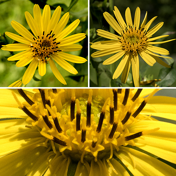 A cup plant may have 10-30 flowerheads in bloom at one time. Behind the flowerhead are two or three layers of green bracts; the outer layer is egg shaped with a triangular, pointed, recurving tip. Each sunflower-like flowerhead is about 3-4" across; it has 18-40 yellow ray florets (e.g., the petals) and 85-150 yellow disk florets. The ray florets have a bifurcated but functional style protruding from a short yellow tube at the base of the petal; the disc florets are initially green but transform into yellow, tubular corollas with a non-functional style protruding through the fully-functional stamen. (True throughout the genus Silphium. The opposite is true in the sunflowers, genus Helianthus, where the ray florets are functionally male and the disk florets are fertile, functional females.) The cup-like leaves and square stem distinguish cup plants from other prairie wildflowers.