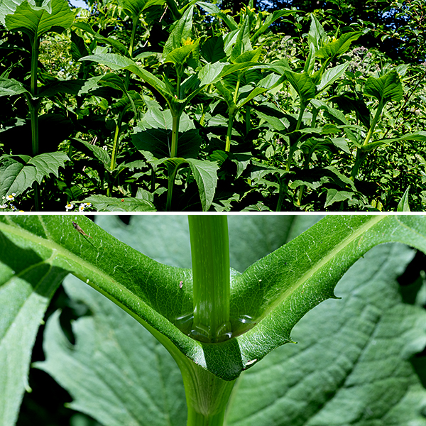 Cup plant is another imposing prairie native, one that can grow up to 10' tall. The stem is unbranched except near the inflorescence, hairless, robust, green or reddish, and distinctly four-angled. The basal leaves wither and fall off before the plant blooms. The stem leaves are very large (up to 8" long and 5" wide), lance-shaped, and coarsely toothed around their margins; each pair of opposite leaves join their bases around the square stem to form a distinct cup-like depression (that does indeed hold water after a rain).