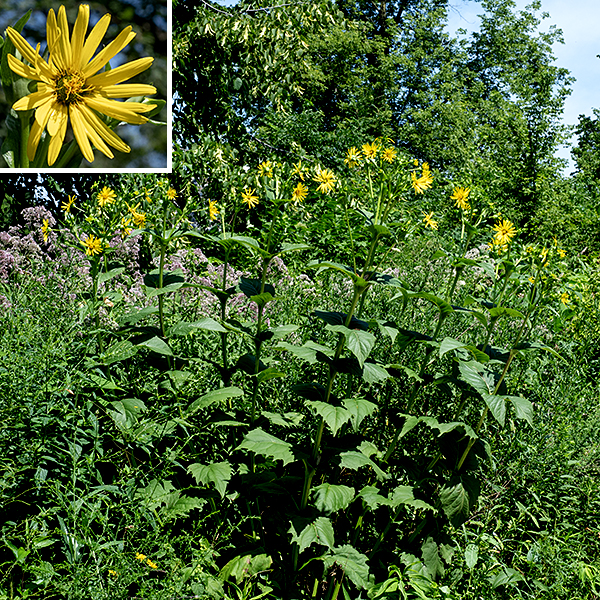 Cup plant is another imposing prairie native, one that can grow up to 10' tall. The stem is unbranched except near the inflorescence, hairless, robust, green or reddish, and distinctly four-angled. The basal leaves wither and fall off before the plant blooms. The stem leaves are very large (up to 8" long and 5" wide), lance-shaped, and coarsely toothed around their margins; each pair of opposite leaves join their bases around the square stem to form a distinct cup-like depression (that does indeed hold water after a rain). A cup plant may have 10-30 flowerheads in bloom at one time. Behind the flowerhead are two or three layers of green bracts; the outer layer is egg shaped with a triangular, pointed, recurving tip. Each sunflower-like flowerhead is about 3-4" across; it has 18-40 yellow ray florets (e.g., the petals) and 85-150 yellow disk florets. The ray florets have a bifurcated but functional style protruding from a short yellow tube at the base of the petal; the disc florets are initially green but transform into yellow, tubular corollas with a non-functional style protruding through the fully-functional stamen. (True throughout the genus Silphium. The opposite is true in the sunflowers, genus Helianthus, where the ray florets are functionally male and the disk florets are fertile, functional females.) The cup-like leaves and square stem distinguish cup plants from other prairie wildflowers.