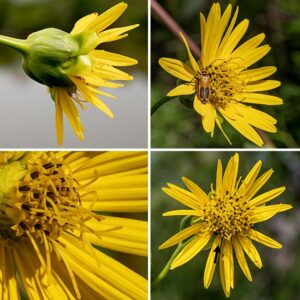 Prairie dock's hairless flower stalks produce a panicle of buds and flowerheads. The flowerheads are 2-3" across, with 15-30 bright yellow ray florets with pointed tips and two grooves running the length of the petals; a yellow central disc about 1/4-1/3 the width of the flower contains 120-140 disk florets, green when still buds but bright yellow when open. Behind the flowerhead are two or three layers of green, egg or teardrop shaped, hairless bracts. The ray florets have a bifurcated but functional style protruding from a short yellow tube at the base of the petal; the disc florets have tubular corollas with a non-functional style protruding through the stamen. (True throughout the genus Silphium. The opposite is true in the sunflowers, genus Helianthus, where the ray florets are functionally male, and the disk florets are fertile, functional females.)