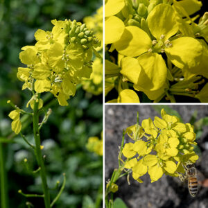 Wild mustard's upper stems end in racemes of 1/2" wide yellow flowers. Each flower has four yellow petals, six yellow stamens, and a single green pistil. After fertilization, the pistil elongates into a thin, cylindrical silique (seedpod), 1/2-1.5" long, filled with tiny (2 mm diameter) brown or black seeds; the distal third of the silique is a ridged or square "beak". The seeds are reported to remain dormant but viable in the soil for up to 60 years.