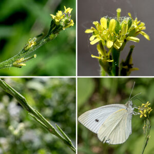 Hedge mustard flowers occur at the tips of long, slender flower stalks that curve upward; the flower stalks typically arise in abundance at the top of the plant. Each flower is small (1/4" across) with four greenish-yellow sepals, four rectangular yellow petals with rounded tips, a single stout style, and six stamens. The fruit is a very slender, cylindrical seedpod (silique) lower on the flower stalk than the blooming flowers; the siliques are 3/8-3/4" long, erect, oriented parallel to and often appressed to the flower stalk, with the remains of the style on their tips. The siliques turn light brown when mature and split open to release the seeds. The short (<3/4"), straight, appressed seedpods and the upward-curving, sparse flower stalks with only a few blooms open at any one time distinguish hedge mustard from other local mustards.