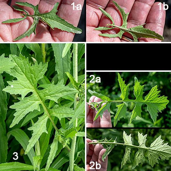 Hedge mustard is an exotic plant native to Europe and North Africa; it is a rather spindly annual that gets up to 3.5' tall. At the start of the growing season, a low rosette of basal leaves is the first thing to appear, followed by light green to purplish green flower stalks bearing alternate stem leaves. The basal and lower stem leaves are pinnatifid (with multiple lobes), up to 8" long and one forth as wide, with long petioles. The upper stem leaves are 4" long and 1.5" across, sessile, three-lobed (one terminal and two lateral), with the central lobe rounded; middle and lower leaves are multiple-lobed and superficially odd-pinnate, with long petioles.