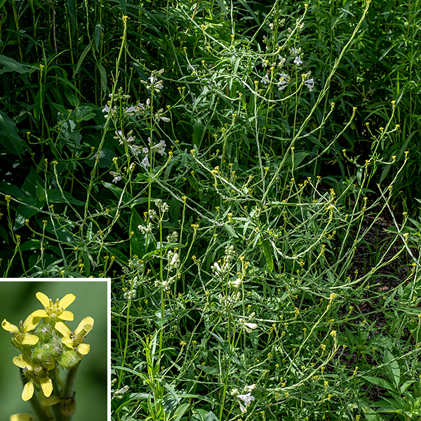 Hedge mustard is an exotic plant native to Europe and North Africa; it is a rather spindly annual that gets up to 3.5' tall. At the start of the growing season, a low rosette of basal leaves is the first thing to appear, followed by light green to purplish green flower stalks bearing alternate stem leaves. The basal and lower stem leaves are pinnatifid (with multiple lobes), up to 8" long and one forth as wide, with long petioles. The upper stem leaves are 4" long and 1.5" across, sessile, three-lobed (one terminal and two lateral), with the central lobe rounded; middle and lower leaves are multiple-lobed and superficially odd-pinnate, with long petioles. Flowers occur at the tips of long, slender flower stalks that curve upward; the flower stalks typically arise in abundance at the top of the plant. Each flower is small (1/4" across) with four greenish-yellow sepals, four rectangular yellow petals with rounded tips, a single stout style, and six stamens. The fruit is a very slender, cylindrical seedpod (silique) lower on the flower stalk than the blooming flowers; the siliques are 3/8-3/4" long, erect, oriented parallel to and often appressed to the flower stalk, with the remains of the style on their tips. The siliques turn light brown when mature and split open to release the seeds. The short (