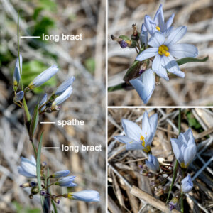 White blue-eyed grass is a native perennial, 6-12" tall with a tuft of basal leaves and flowering stalks that are grass-like (if you squint). The basal leaves are green, 1/8" across, and strap-like; they are shorter than the flowering stalks. The flowering stalks are weakly winged and have a pair of sessile spathes (bracts sheltering the inflorescence) at their tips. The spathes consist of a pair of 1" long reddish or light brownish green bracts backed by a 3" long leafy bract; an umbel of up to six flowers arises between the bracts but only one or two flowers are in bloom at any given time. Each flower is only about 1/2" across and is supported by a 1/2" long pedicel. The flower consists of six white or pale blue tepals with a yellow patch at their bases and narrow, dagger-like tips; a column of yellow or orange-yellow stamens fused along their length almost to the anthers; and a globoid, green ovary covered with fine hairs and sporting a style with three slender lobes. Fertilized flowers produce a ridged, globoid seed capsule, initially green but turning tan to brown as it matures.