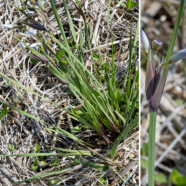 White blue-eyed grass is a native perennial, 6-12" tall with a tuft of basal leaves and flowering stalks that are grass-like (if you squint). The basal leaves are green, 1/8" across, and strap-like; they are shorter than the flowering stalks. The flowering stalks are weakly winged and have a pair of sessile spathes (bracts sheltering the inflorescence) at their tips. The spathes consist of a pair of 1" long reddish or light brownish green bracts backed by a 3" long leafy bract; an umbel of up to six flowers arises between the bracts but only one or two flowers are in bloom at any given time. Each flower is only about 1/2" across and is supported by a 1/2" long pedicel. The flower consists of six white or pale blue tepals with a yellow patch at their bases and narrow, dagger-like tips; a column of yellow or orange-yellow stamens fused along their length almost to the anthers; and a globoid, green ovary covered with fine hairs and sporting a style with three slender lobes. Fertilized flowers produce a ridged, globoid seed capsule, initially green but turning tan to brown as it matures.