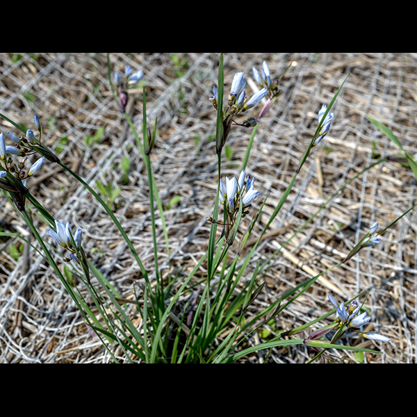 White blue-eyed grass is a native perennial, 6-12" tall with a tuft of basal leaves and flowering stalks that are grass-like (if you squint). The basal leaves are green, 1/8" across, and strap-like; they are shorter than the flowering stalks. The flowering stalks are weakly winged and have a pair of sessile spathes (bracts sheltering the inflorescence) at their tips. The spathes consist of a pair of 1" long reddish or light brownish green bracts backed by a 3" long leafy bract; an umbel of up to six flowers arises between the bracts but only one or two flowers are in bloom at any given time. Each flower is only about 1/2" across and is supported by a 1/2" long pedicel. The flower consists of six white or pale blue tepals with a yellow patch at their bases and narrow, dagger-like tips; a column of yellow or orange-yellow stamens fused along their length almost to the anthers; and a globoid, green ovary covered with fine hairs and sporting a style with three slender lobes. Fertilized flowers produce a ridged, globoid seed capsule, initially green but turning tan to brown as it matures.