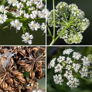 Water parsnip's upper stems end in 2-5" wide, flat-topped umbels of flowers with numerous (10-20) umbellets, each with 20-35 tiny (1/8" wide) flowers. At the base of the umbel are 6-10 narrow bracts that are curved down towards the stem. Each flower has a 3-5 mm long stalk; a short, light green calyx; five white, heart-shaped petals with incurved tips; five stamens that extend well outside the flower; and an ovary with two diverging styles. The fruits are 3 mm long, slightly laterally compressed, oblong, with strong ribbing; each fruit contains exactly two seeds.