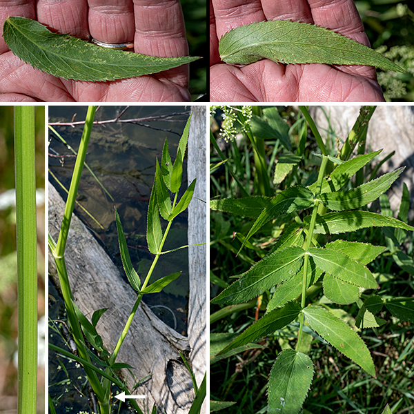Water parsnip is a native plant that will thrive either on moist ground or in shallow water, but whose growth form differs in the two environments. In shallow water, water parsnip forms a cluster of aquatic or semi-aquatic leaves of different lengths and forms. SHALLOW WATER: semi-aquatic leaves are usually odd-pinnate with rectangular or lance-shaped, sessile leaflets; the leaflets usually have pointed lobes along their margins and may have whorls of similar but smaller secondary leaflets at the base of the primary leaflets. Fully aquatic, submerged leaves are double-pinnatifid or double-pinnate with pale-green, thread-like lobes or leaflets. MOIST GROUND: On moist but not submerged ground, water parsnip forms a large (1.5' across) rosette of basal leaves, each up to 1.5' long and about half as wide; these leaves are odd-pinnate with 7-17 lance-shaped, sessile leaflets with finely serrated margins. Regardless of the substrate, the plant produces stems 2.5-6' tall (above the ground or the water surface), light green, hairless, longitudinally veined, and circular or slightly angular in cross section. Branching is sparse.