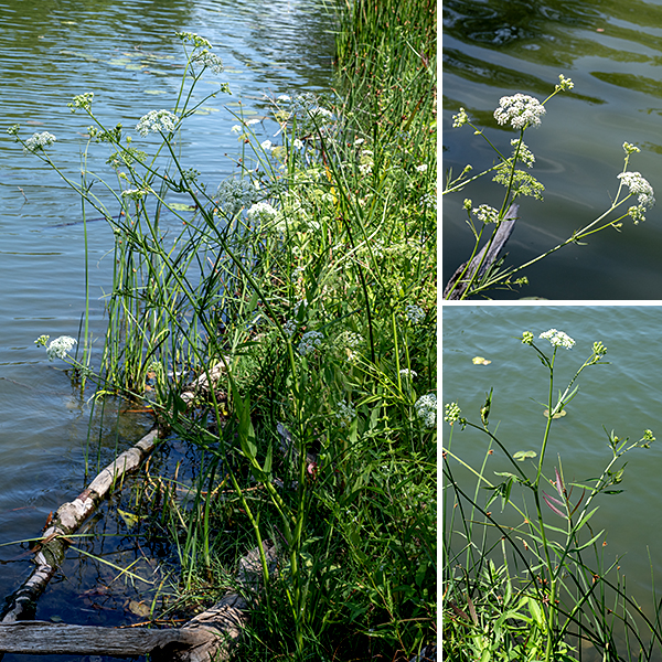 Water parsnip is a native plant that will thrive either on moist ground or in shallow water, but whose growth form differs in the two environments. In shallow water, water parsnip forms a cluster of aquatic or semi-aquatic leaves of different lengths and forms. SHALLOW WATER: semi-aquatic leaves are usually odd-pinnate with rectangular or lance-shaped, sessile leaflets; the leaflets usually have pointed lobes along their margins and may have whorls of similar but smaller secondary leaflets at the base of the primary leaflets. Fully aquatic, submerged leaves are double-pinnatifid or double-pinnate with pale-green, thread-like lobes or leaflets. MOIST GROUND: On moist but not submerged ground, water parsnip forms a large (1.5' across) rosette of basal leaves, each up to 1.5' long and about half as wide; these leaves are odd-pinnate with 7-17 lance-shaped, sessile leaflets with finely serrated margins. Regardless of the substrate, the plant produces stems 2.5-6' tall (above the ground or the water surface), light green, hairless, longitudinally veined, and circular or slightly angular in cross section. Branching is sparse. Upper stems end in 2-5" wide, flat-topped umbels of flowers with numerous (10-20) umbellets, each with 20-35 tiny (1/8" wide) flowers. At the base of the umbel are 6-10 narrow bracts that are curved down towards the stem. Each flower has a 3-5 mm long stalk; a short, light green calyx; five white, heart-shaped petals with incurved tips; five stamens that extend well outside the flower; and an ovary with two diverging styles. The fruits are 3 mm long, slightly laterally compressed, oblong, with strong ribbing; each fruit contains exactly two seeds. The variety of leaf shapes water parsnip produces can confuse identification, but note that none are at all similar to the leaves of the commonest species (like Queen Anne's lace) that have tiny white flowers in umbels. Of the species present in Jackson Park, water parsnip is most similar to cowbane (Oxypolis rigidior), but cowbane has leaflets with smooth margins rather than the finely serrated margins of water parsnip's terrestrial leaflets. Water parsnip is another plant that may have toxic compounds in its tissues (an alternative common name is hemlock water-parsnip); best to avoid consumption.