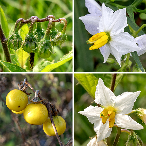 Horsenettle's upper stems end in small clusters of 3/4" wide white or light violet flowers with wavy petal margins and hairy pedicels; clusters may also arise from leaf axils. Each flower has a green, hairy calyx with five lobes that taper gradually to sharp tips (typically slightly reflexed); five triangular petals that are fused at their bases; and five yellow, banana-shaped anthers 6-9 mm long surrounding a long, slim, light green style with a darker green, globular terminal stigma. After fertilization, the ovary expands into mature berries about 1/2" in diameter, initially green-striped, that look like yellow cherry tomatoes when mature; they are half enclosed in a papery derivative of the calyx.