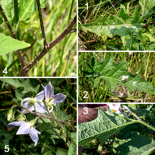 Horsenettle (aka, Carolina horsenettle) is a native perennial up to 3' tall. Long, sharp, yellowish spines/prickles are scattered along the stems and the underside of the central vein of the leaves. The leaves are alternate, up to 6" long and half as wide, broadly lance shaped with short (often partially winged) petioles. The foliage of horsenettle contains a variety of toxic compounds including an alkaloid (solanum); the fruit contains lower levels of the toxin but still enough to adversely affect humans (abdominal pain, circulatory and respiratory depression, and possibly death). Some other mammals and birds show a higher tolerance to the toxin.