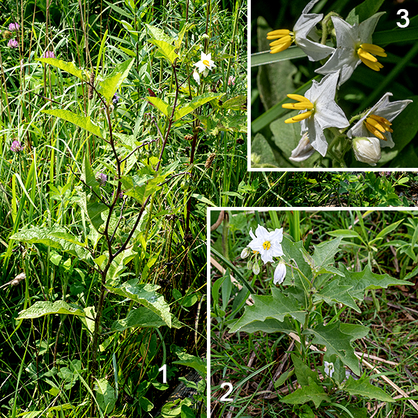 Horsenettle (aka, Carolina horsenettle) is a native perennial up to 3' tall. Long, sharp, yellowish spines/prickles are scattered along the stems and the underside of the central vein of the leaves. The leaves are alternate, up to 6" long and half as wide, broadly lance shaped with short (often partially winged) petioles. The upper stems end in small clusters of 3/4" wide white or light violet flowers with wavy petal margins and hairy pedicels; clusters may also arise from leaf axils. Each flower has a green, hairy calyx with five lobes that taper gradually to sharp tips (typically slightly reflexed); five triangular petals that are fused at their bases; and five yellow, banana-shaped anthers 6-9 mm long surrounding a long, slim, light green style with a darker green, globular terminal stigma. After fertilization, the ovary expands into mature berries about 1/2" in diameter, initially green-striped, that look like yellow cherry tomatoes when mature; they are half enclosed in a papery derivative of the calyx. The foliage of horsenettle contains a variety of toxic compounds including an alkaloid (solanum); the fruit contains lower levels of the toxin but still enough to adversely affect humans (abdominal pain, circulatory and respiratory depression, and possibly death). Some other mammals and birds show a higher tolerance to the toxin.