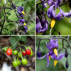 Bittersweet nightshade flowers occur in small (6-12 flowers) clusters arising from the stems and leaf axils. Each flower is about 3/8" across consisting of a small green, purple, or brown calyx with five shallow, triangular lobes; five petals, purple with paired yellow or green spots at their bases, that flare or are reflected backwards over the base of the flower; five bright yellow anthers 4.5-6 mm long that are appressed to form a tight cylinder; and a single green, slender style closely surrounded by the anthers and protruding beyond them. The fruit is a 3/8-1/2" long, oval, tomato-like berry, initially green; mature berries are bright red. The foliage and fruit contain the alkaloid solanum and are toxic; fatalities are rare but have occurred. Horse nettle (S. carolinense) is similar to bittersweet nightshade but has numerous sharp bristles and spines on the stems and leaves that are lacking in bittersweet nightshade. Black nightshade (S. ptycanthum) is also similar but has black (rather than red) mature fruits and white (not purple) petals on the flowers.