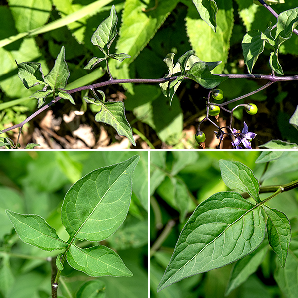 Bittersweet nightshade is an exotic perennial native to Eurasia; it grows as a woody vine that is two to eight feet long, sprawling on or climbing over nearby vegetation. The stems are initially purplish-brown and fuzzy; older stems become woody and lose their hairs. No sharp bristles or spines occur on either stems or leaves. The leaves are alternate, up to 4" long and 2.5" across. Larger leaves are triangular in gross outline with three lobes; the largest lobe is apical with an elongated tip, the other two lobes are much smaller and lateral. (The leaves remind me of stocky boar spears with the largest lobe being the blade of the spear.) The three-lobed leaves of bittersweet nightshade are unique and allow a definitive identification but take care — the smaller leaves have an undivided leaf blade and can confuse matters.