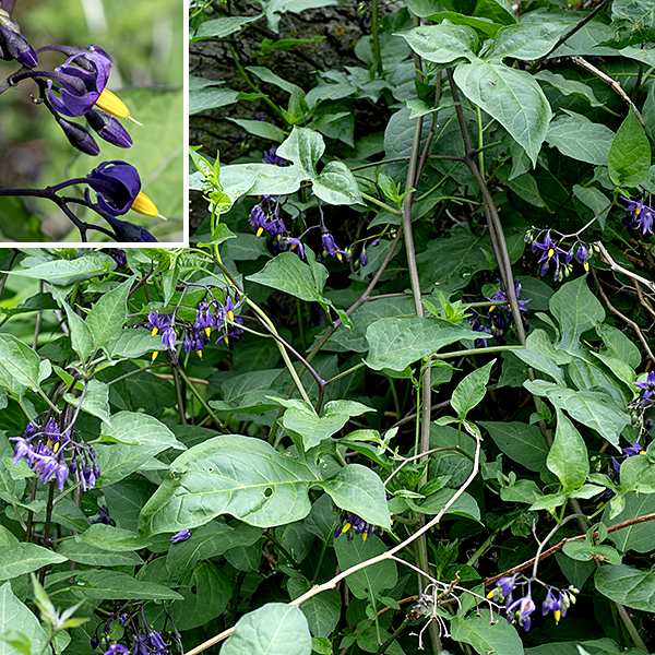 Bittersweet nightshade is an exotic perennial native to Eurasia; it grows as a woody vine that is two to eight feet long, sprawling on or climbing over nearby vegetation. The stems are initially purplish-brown and fuzzy; older stems become woody and lose their hairs. No sharp bristles or spines occur on either stems or leaves. The leaves are alternate, up to 4" long and 2.5" across. Larger leaves are triangular in gross outline with three lobes; the largest lobe is apical with an elongated tip, the other two lobes are much smaller and lateral. (The leaves remind me of stocky boar spears with the largest lobe being the blade of the spear.) Flowers occur in small (6-12 flowers) clusters arising from the stems and leaf axils. Each flower is about 3/8" across consisting of a small green, purple, or brown calyx with five shallow, triangular lobes; five petals, purple with paired yellow or green spots at their bases, that flare or are reflected backwards over the base of the flower; five bright yellow anthers 4.5-6 mm long that are appressed to form a tight cylinder; and a single green, slender style closely surrounded by the anthers and protruding beyond them. The fruit is a 3/8-1/2" long, oval, tomato-like berry, initially green; mature berries are bright red. The foliage and fruit contain the alkaloid solanum and are toxic; fatalities are rare but have occurred. Horse nettle (S. carolinense) is similar to bittersweet nightshade but has numerous sharp bristles and spines on the stems and leaves that are lacking in bittersweet nightshade. Black nightshade (S. ptycanthum) is also similar but has black (rather than red) mature fruits and white (not purple) petals on the flowers. The three-lobed leaves of bittersweet nightshade are unique and allow a definitive identification but take care — the smaller leaves have an undivided leaf blade and can confuse matters.