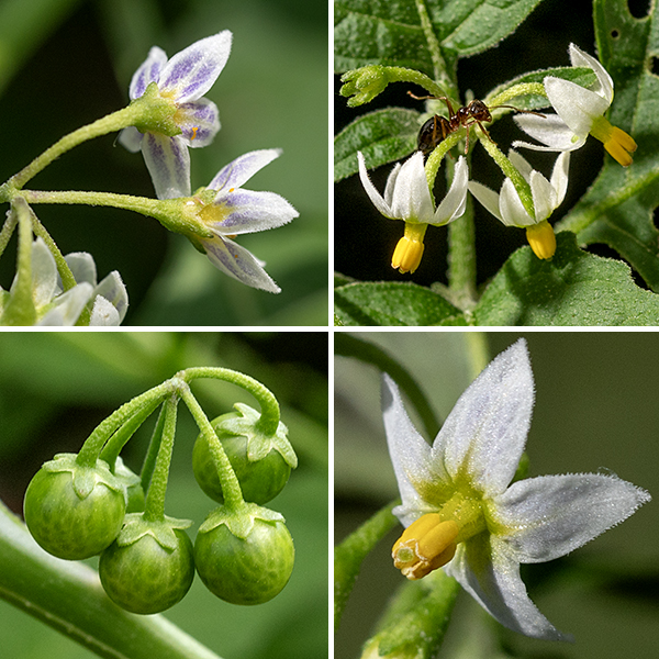 Black nightshade produces solitary umbels 3/4" long usually, from the axils of middle and upper leaves; the flower pedicels are about 3/8" long. Flowers are 1/4-3/8" across consisting of five sepals partially fused at the base of the flower; five white petals, green at their base, sometimes with purple highlights on the outside of the petal, and usually curved backwards; five anthers and their thick filaments appressed to form a tight, bright yellow cylinder with a yellowish-green stem; and a slender style running up the center of the appressed anthers to just emerge from the tip as a green stigma. The fruit is a 1/4-3/8" tomato-like berry, initially green; mature berries are black. The foliage and unripe fruit contain the alkaloid solanum and are toxic.