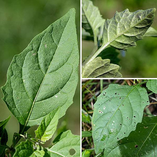 Black nightshade is a native annual, a much-branched plant up to 3' tall. Unlike horsenettle (Solanum carolinense) but like bittersweet nightshade (Solanum dulcamara) — the other two species of Solanum in Jackson Park — there are no sharp bristles or spines on the stems or leaves (which are both variably hairy) of black nightshade. The leaves are 3" long and 2" across. They are highly variable in shape (lance-shaped to triangular to oval) and dentation (margins smooth, wavy, or bluntly toothed); the petioles are long and always winged near the leaf blade.