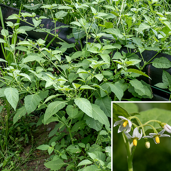 Black nightshade is a native annual, a much-branched plant up to 3' tall. Unlike horsenettle (Solanum carolinense) but like bittersweet nightshade (Solanum dulcamara) — the other two species of Solanum in Jackson Park — there are no sharp bristles or spines on the stems or leaves (which are both variably hairy) of black nightshade. The leaves are 3" long and 2" across. They are highly variable in shape (lance-shaped to triangular to oval) and dentation (margins smooth, wavy, or bluntly toothed); the petioles are long and always winged near the leaf blade. Solitary umbels 3/4" long usually arise from the axils of middle and upper leaves; the flower pedicels are about 3/8" long. Flowers are 1/4-3/8" across consisting of five sepals partially fused at the base of the flower; five white petals, green at their base, sometimes with purple highlights on the outside of the petal, and usually curved backwards; five anthers and their thick filaments appressed to form a tight, bright yellow cylinder with a yellowish-green stem; and a slender style running up the center of the appressed anthers to just emerge from the tip as a green stigma. The fruit is a 1/4-3/8" tomato-like berry, initially green; mature berries are black. The foliage and unripe fruit contain the alkaloid solanum and are toxic. Leaves and flowers of black nightshade are similar to those of horsenettle (S. carolinense), but black nightshade lacks the large, sharp spines and bristles of the latter. Bittersweet nightshade (S. dulcamara) is also similar to black nightshade but has red (rather than black) mature fruit, purple (not white) petals on the flowers, and three-lobed leaves without wings on the petioles. A recent paper in Nature (2024; vol. 386, p. 1366-1372) shows that the steroidal saponins present in black nightshade (and presumably other Solanum sp.) protect the plant from attack by a variety of herbivorous insects. Note: USDA Plants calls this species Solanum ptycanthum (dropping the "h"). Flora of North America claims the valid name for this species is Solanum emulans. ITIS accepts the spelling given here and deems it a valid species. The question of which of these sources is right is beyond my pay grade.