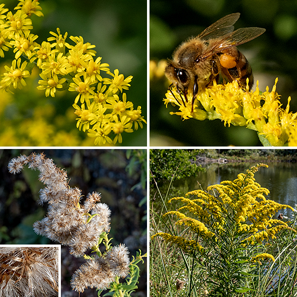 Tall goldenrod flower clusters vary from pyramidal (at least as long as wide, the most common) to club shaped; the tip of the pyramidal form is often arched or nodding (like a bent topknot). The flowerheads are less than 1/4" across, have 8-15 yellow ray florets and 3-6 yellow disc florets; the base of the flowerheads have 2-3 layers of narrow, hairless, greenish bracts (phyllaries) always more than 3 mm long in total. The flowerheads are all attached on one side of the hairy floral stalks. The fruit is a dry seed with a tuft of white hairs (a pappus); it is 2.5-3.5 mm long. Tall goldenrod is difficult to differentiate from Canada goldenrod (S. canadensis) (both are three-nerved) but tall goldenrod has phyllaries longer than 3 mm while Canada goldenrod's phyllaries are always shorter than 3 mm. Some argue the two may be the same species, but tall goldenrod blooms later than Canada goldenrod. Both tall goldenrod and late goldenrod (Solidago gigantea) are three-nerved, have the largest leaves at mid-stem, and pyramidal inflorescences, but tall goldenrod has rough-feeling (sandpapery) stems and leaves while late goldenrod has smooth stems and leaves. Of the three very similar species (late goldenrod, tall goldenrod, and Canada goldenrod), only late goldenrod has a hairless stem.
