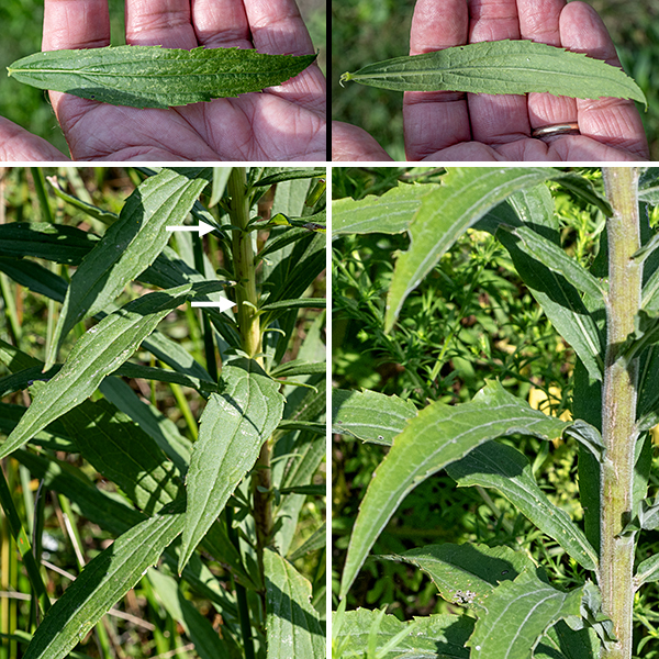 Tall goldenrod is a native perennial that is almost always taller than 3' and can reach up to 8'. The stems are green and fuzzy, with stiff hairs throughout their length (although the hairs may wear off on the lower stem). Stems may be solitary or may occur in clusters of over 40, clonally produced from the rhizomes.  The basal leaves are usually absent at flowering. The stem leaves are alternate, 2.5-5" long and 3/8-3/4" wide, gray-green, variably toothed (on their distal half or only near the leaf base or toothless), and sessile. The undersides of the leaves are covered with small, stiff hairs, more densely on the major veins. Three veins (one central and two marginal) radiate from the base of leaf, with the marginal veins paralleling the leaf margins. (This anatomy is often termed "three-nerved.") Secondary leaflets may develop in the leaf axils. The largest leaves are found around mid-stem rather than basally. Tall goldenrod is difficult to differentiate from Canada goldenrod (S. canadensis) (both are three-nerved) but tall goldenrod has phyllaries longer than 3 mm while Canada goldenrod's phyllaries are always shorter than 3 mm. Some argue the two may be the same species, but tall goldenrod blooms later than Canada goldenrod. Both tall goldenrod and late goldenrod (Solidago gigantea) are three-nerved, have the largest leaves at mid-stem, and pyramidal inflorescences, but tall goldenrod has rough-feeling (sandpapery) stems and leaves while late goldenrod has smooth stems and leaves. Of the three very similar species (late goldenrod, tall goldenrod, and Canada goldenrod), only late goldenrod has a hairless stem.