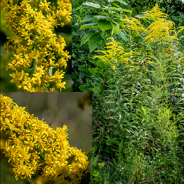 Tall goldenrod is a native perennial that is almost always taller than 3' and can reach up to 8'. The stems are green and fuzzy, with stiff hairs throughout their length (although the hairs may wear off on the lower stem). Stems may be solitary or may occur in clusters of over 40, clonally produced from the rhizomes.  The basal leaves are usually absent at flowering. The stem leaves are alternate, 2.5-5" long and 3/8-3/4" wide, gray-green, variably toothed (on their distal half or only near the leaf base or toothless), and sessile. The undersides of the leaves are covered with small, stiff hairs, more densely on the major veins. Three veins (one central and two marginal) radiate from the base of leaf, with the marginal veins paralleling the leaf margins. (This anatomy is often termed "three-nerved.") Secondary leaflets may develop in the leaf axils. The largest leaves are found around mid-stem rather than basally. The shape of the flower clusters varies from pyramidal (at least as long as wide, the most common) to club shaped; the tip of the pyramidal form is often arched or nodding (like a bent topknot). The flowerheads are less than 1/4" across, have 8-15 yellow ray florets and 3-6 yellow disc florets; the base of the flowerheads have 2-3 layers of narrow, hairless, greenish bracts (phyllaries) always more than 3 mm long in total. The flowerheads are all attached on one side of the hairy floral stalks. The fruit is a dry seed with a tuft of white hairs (a pappus); it is 2.5-3.5 mm long. Tall goldenrod is difficult to differentiate from Canada goldenrod (S. canadensis) (both are three-nerved) but tall goldenrod has phyllaries longer than 3 mm while Canada goldenrod's phyllaries are always shorter than 3 mm. Some argue the two may be the same species, but tall goldenrod blooms later than Canada goldenrod. Both tall goldenrod and late goldenrod (Solidago gigantea) are three-nerved, have the largest leaves at mid-stem, and pyramidal inflorescences, but tall goldenrod has rough-feeling (sandpapery) stems and leaves while late goldenrod has smooth stems and leaves. Of the three very similar species (late goldenrod, tall goldenrod, and Canada goldenrod), only late goldenrod has a hairless stem.