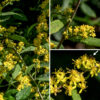 The axils of the middle and upper leaves of woodland goldenrod produce small clusters of 1-12 flowerheads; the stem tip may also develop a small (3" long, 1.5" across) panicle of flowerheads. Individual flowerheads are tiny (3 mm) consisting of 4-5 ray florets with yellow, oblong-elliptical "petals" and 3-6 disc florets with golden yellow, tubular corollas with five tiny lobes. At the base of each flowerhead are three overlapping series of light green, elongate-elliptical bracts (phyllaries). The fruit is a small, bullet-shaped seed 1-2 mm long with a tuft of white hairs 3-5 mm long. In Illinois, only woodland goldenrod and broad-leafed goldenrod (Solidago flexicaulis) produce clusters of flowerheads from the axils of the middle and upper leaves; however, the latter has coarsely serrated leaves with petioles and should be easy to distinguish from woodland goldenrod.