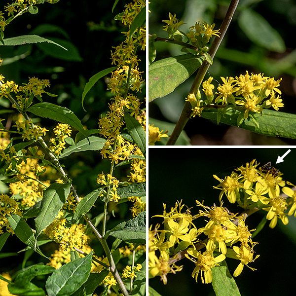The axils of the middle and upper leaves of woodland goldenrod produce small clusters of 1-12 flowerheads; the stem tip may also develop a small (3" long, 1.5" across) panicle of flowerheads. Individual flowerheads are tiny (3 mm) consisting of 4-5 ray florets with yellow, oblong-elliptical "petals" and 3-6 disc florets with golden yellow, tubular corollas with five tiny lobes. At the base of each flowerhead are three overlapping series of light green, elongate-elliptical bracts (phyllaries). The fruit is a small, bullet-shaped seed 1-2 mm long with a tuft of white hairs 3-5 mm long. In Illinois, only woodland goldenrod and broad-leafed goldenrod (Solidago flexicaulis) produce clusters of flowerheads from the axils of the middle and upper leaves; however, the latter has coarsely serrated leaves with petioles and should be easy to distinguish from woodland goldenrod.