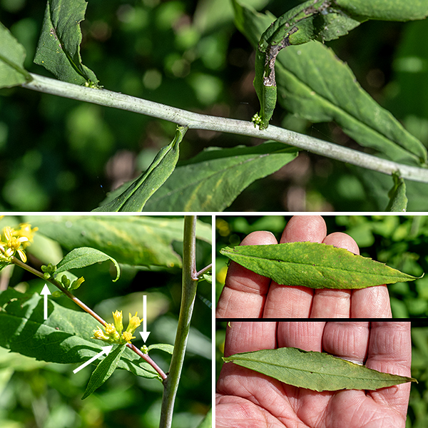 Woodland goldenrod (aka, blue-stemmed goldenrod) is another perennial, native goldenrod, rather short (1.5-3' tall) and usually unbranched; it prefers shady woodlands. The stem is round in section, hairless, light green initially but becomes blue-gray and develops a glaucous coating (like a plum) with age; the stem tends to lean to one side or to arch over. The basal and lower stem leaves are absent at flowering. The stem leaves are alternate, up to 5" long and 3/4" across, largest on the lower third of the stem but decreasing in size higher on the stem. The leaves are medium to dark green, elongated elliptical in shape, with smooth or (more commonly) finely serrated margins, hairless, and sessile. The leaves have three main veins basally, but the two lateral veins are quite faint. The axils of the middle and upper leaves produce small clusters of 1-12 flowerheads; the stem tip may also develop a small (3" long, 1.5" across) panicle of flowerheads. Individual flowerheads are tiny (3 mm) consisting of 4-5 ray florets with yellow, oblong-elliptical "petals" and 3-6 disc florets with golden yellow, tubular corollas with five tiny lobes. At the base of each flowerhead are three overlapping series of light green, elongate-elliptical bracts (phyllaries). The fruit is a small, bullet-shaped seed 1-2 mm long with a tuft of white hairs 3-5 mm long. In Illinois, only woodland goldenrod and broad-leafed goldenrod (Solidago flexicaulis) produce clusters of flowerheads from the axils of the middle and upper leaves; however, the latter has coarsely serrated leaves with petioles and should be easy to distinguish from woodland goldenrod.