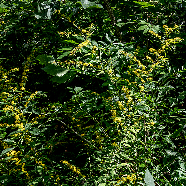 Woodland goldenrod (aka, blue-stemmed goldenrod) is another perennial, native goldenrod, rather short (1.5-3' tall) and usually unbranched; it prefers shady woodlands. The stem is round in section, hairless, light green initially but becomes blue-gray and develops a glaucous coating (like a plum) with age; the stem tends to lean to one side or to arch over. The basal and lower stem leaves are absent at flowering. The stem leaves are alternate, up to 5" long and 3/4" across, largest on the lower third of the stem but decreasing in size higher on the stem. The leaves are medium to dark green, elongated elliptical in shape, with smooth or (more commonly) finely serrated margins, hairless, and sessile. The leaves have three main veins basally, but the two lateral veins are quite faint. The axils of the middle and upper leaves produce small clusters of 1-12 flowerheads; the stem tip may also develop a small (3" long, 1.5" across) panicle of flowerheads. Individual flowerheads are tiny (3 mm) consisting of 4-5 ray florets with yellow, oblong-elliptical "petals" and 3-6 disc florets with golden yellow, tubular corollas with five tiny lobes. At the base of each flowerhead are three overlapping series of light green, elongate-elliptical bracts (phyllaries). The fruit is a small, bullet-shaped seed 1-2 mm long with a tuft of white hairs 3-5 mm long. In Illinois, only woodland goldenrod and broad-leafed goldenrod (Solidago flexicaulis) produce clusters of flowerheads from the axils of the middle and upper leaves; however, the latter has coarsely serrated leaves with petioles and should be easy to distinguish from woodland goldenrod.