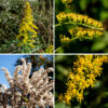 A panicle of flowering stems develops at the top of a Canada goldenrod plant; the flowering stems arch away from the main stem, their upper sides covered with yellow flowers. The panicle may be pyramidal (at least as long as wide) to spreading (wider than long); it is sometimes club-shaped on smaller plants. Individual flowers are 1/8-1/4" across, with 8-14 yellow ray flowers and 3-6 yellow disc flowers. The base of the flower is surrounded by 3-4 layers of narrow, hairless, green bracts (phyllaries); the entire set of phyllaries is two to less than three millimeters long. The flower stalks (pedicels) are hairy, about as long as the set of phyllaries, and curve upwards. The fruit is a dry, ribbed seed 1-1.5 mm long with a tuft of white hairs 1.8-2.2 mm long. Canada goldenrod is difficult to differentiate from tall goldenrod (S. altissima) (both are three-nerved), but tall goldenrod has phyllaries longer than 3 mm while Canada goldenrod's phyllaries are always shorter than 3 mm. Some argue the two may be the same species but tall goldenrod blooms later than Canada goldenrod. Of the three very similar species (late goldenrod, tall goldenrod, and Canada goldenrod), only late goldenrod has a hairless stem.