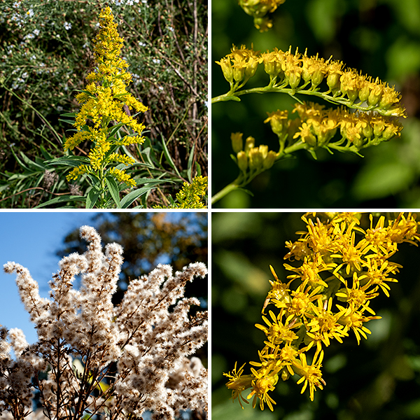 A panicle of flowering stems develops at the top of a Canada goldenrod plant; the flowering stems arch away from the main stem, their upper sides covered with yellow flowers. The panicle may be pyramidal (at least as long as wide) to spreading (wider than long); it is sometimes club-shaped on smaller plants. Individual flowers are 1/8-1/4" across, with 8-14 yellow ray flowers and 3-6 yellow disc flowers. The base of the flower is surrounded by 3-4 layers of narrow, hairless, green bracts (phyllaries); the entire set of phyllaries is two to less than three millimeters long. The flower stalks (pedicels) are hairy, about as long as the set of phyllaries, and curve upwards. The fruit is a dry, ribbed seed 1-1.5 mm long with a tuft of white hairs 1.8-2.2 mm long. Canada goldenrod is difficult to differentiate from tall goldenrod (S. altissima) (both are three-nerved), but tall goldenrod has phyllaries longer than 3 mm while Canada goldenrod's phyllaries are always shorter than 3 mm. Some argue the two may be the same species but tall goldenrod blooms later than Canada goldenrod. Of the three very similar species (late goldenrod, tall goldenrod, and Canada goldenrod), only late goldenrod has a hairless stem.