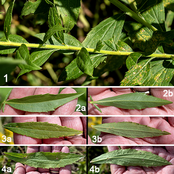 Canada goldenrod is a native perennial that grows 2-6' tall; it is the commonest goldenrod in Illinois. The stems are round in section, light green, fuzzy, and have lines of white hairs running along the stem. The leaves are alternate with sharply-toothed to smooth margins, slender but broadest near the middle of the leaf, three-nerved (with the main veins hairy on the underside), linear or lance-shaped, up to 4-6" long and 1" wide, sessile. The leaves are largest around the middle of the stem.