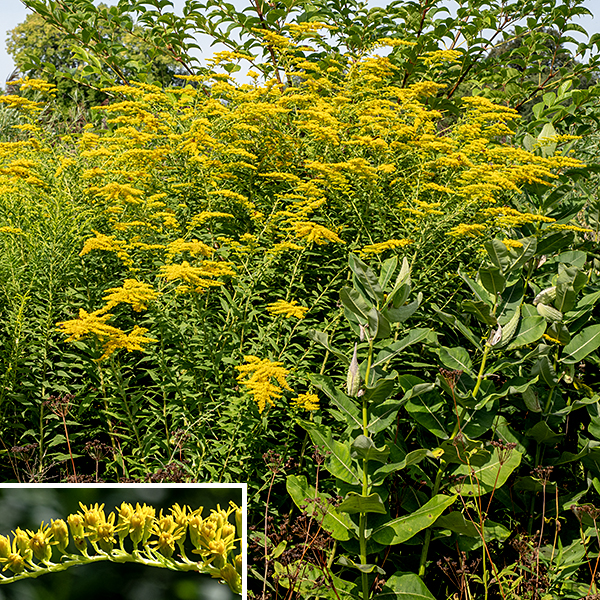 Canada goldenrod is a native perennial that grows 2-6' tall; it is the commonest goldenrod in Illinois. The stems are round in section, light green, fuzzy, and have lines of white hairs running along the stem. The leaves are alternate with sharply-toothed to smooth margins, slender but broadest near the middle of the leaf, three-nerved (with the main veins hairy on the underside), linear or lance-shaped, up to 4-6" long and 1" wide, sessile. The leaves are largest around the middle of the stem. A panicle of flowering stems develops at the top of the plant; the flowering stems arch away from the main stem, their upper sides covered with yellow flowers. The panicle may be pyramidal (at least as long as wide) to spreading (wider than long); it is sometimes club-shaped on smaller plants. Individual flowers are 1/8-1/4" across, with 8-14 yellow ray flowers and 3-6 yellow disc flowers. The base of the flower is surrounded by 3-4 layers of narrow, hairless, green bracts (phyllaries); the entire set of phyllaries is two to less than three millimeters long. The flower stalks (pedicels) are hairy, about as long as the set of phyllaries, and curve upwards. The fruit is a dry, ribbed seed 1-1.5 mm long with a tuft of white hairs 1.8-2.2 mm long. Canada goldenrod is difficult to differentiate from tall goldenrod (S. altissima) (both are three-nerved), but tall goldenrod has phyllaries longer than 3 mm while Canada goldenrod's phyllaries are always shorter than 3 mm. Some argue the two may be the same species but tall goldenrod blooms later than Canada goldenrod. Of the three very similar species (late goldenrod, tall goldenrod, and Canada goldenrod), only late goldenrod has a hairless stem.