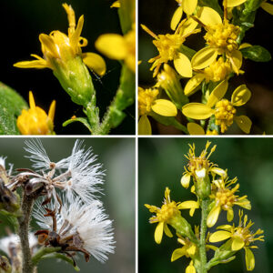 The tip of broad-leaved goldenrod's stem produces a cylindrical inflorescence (a raceme or a narrow panicle) 1.5-5" long and about a third as wide; smaller racemes (1/2-1.5" long, smaller than the leaves) arise from the axils of the upper leaves. Individual flowerheads are about 1/4" across with 3-4 yellow ray florets asymmetrically deployed around the flowerhead and 4-8 yellow disk florets. The base of the flowerhead is surrounded by 3-5 series of unequal, narrowly oblong, light green phyllaries; the outermost phyllaries are 1-2 mm long while the innermost are 3.7-4.7 mm long. Broad-leaved goldenrod prefers high-quality, moist, shaded woodlands. In Illinois, only broad-leaved goldenrod and woodland goldenrod (Solidago caesia) produce clusters of flowerheads from the axils of the middle and upper leaves. Broad-leaved goldenrod has unusually large flowers for a goldenrod and the ray florets are not evenly distributed around the flowerhead. In addition, woodland goldenrod has smooth or finely serrated leaf margins (rather than coarsely-toothed leaves) and no petioles (the leaves are sessile) — it should be easy to distinguish from broad-leaved goldenrod.