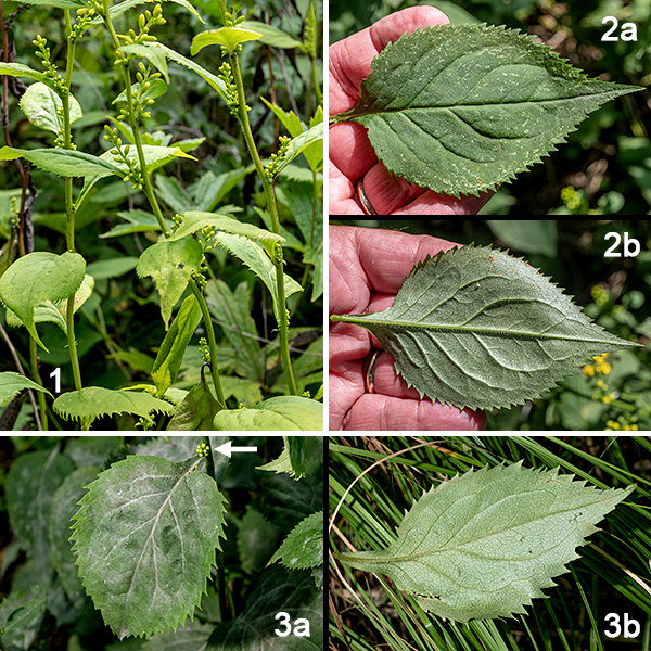 Broad-leaved goldenrod (aka, zigzag goldenrod) is a short, native plant, 2-3' tall and usually unbranched. The stem is light green, round or angular in section, often ridged, and variably hairy; the stem tends to noticeably zigzag between leaf nodes (but may be nearly straight). The leaves are alternate, widely spreading, doubly serrate with coarse teeth, broadly oval with a rounded base and sharp tip, and with 1/4-1.5" long petioles that are winged near the base of the leaf blade. The leaves are 2-5" long and 1-4" wide, shorter and narrower in the upper parts of the plant near where the flowers occur. Upper leaves tend to be more lance-shaped; lower and middle leaves are more broadly ovate. The largest leaves occur a third to halfway up the stem.