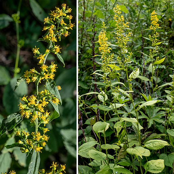 Broad-leaved goldenrod (aka, zigzag goldenrod) is a short, native plant, 2-3' tall and usually unbranched. The stem is light green, round or angular in section, often ridged, and variably hairy; the stem tends to noticeably zigzag between leaf nodes (but may be nearly straight). The leaves are alternate, widely spreading, doubly serrate with coarse teeth, broadly oval with a rounded base and sharp tip, and with 1/4-1.5" long petioles that are winged near the base of the leaf blade. The leaves are 2-5" long and 1-4" wide, shorter and narrower in the upper parts of the plant near where the flowers occur. Upper leaves tend to be more lance-shaped; lower and middle leaves are more broadly ovate. The largest leaves occur a third to halfway up the stem. The tip of the stem produces a cylindrical inflorescence (a raceme or a narrow panicle) 1.5-5" long and about a third as wide; smaller racemes (1/2-1.5" long, smaller than the leaves) arise from the axils of the upper leaves. Individual flowerheads are about 1/4" across with 3-4 yellow ray florets asymmetrically deployed around the flowerhead and 4-8 yellow disk florets. The base of the flowerhead is surrounded by 3-5 series of unequal, narrowly oblong, light green phyllaries; the outermost phyllaries are 1-2 mm long while the innermost are 3.7-4.7 mm long. Broad-leaved goldenrod prefers high-quality, moist, shaded woodlands. In Illinois, only broad-leaved goldenrod and woodland goldenrod (Solidago caesia) produce clusters of flowerheads from the axils of the middle and upper leaves. Broad-leaved goldenrod has unusually large flowers for a goldenrod and the ray florets are not evenly distributed around the flowerhead. In addition, woodland goldenrod has smooth or finely serrated leaf margins (rather than coarsely-toothed leaves) and no petioles (the leaves are sessile) — it should be easy to distinguish from broad-leaved goldenrod.