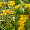 The central stem of late goldenrod gives rise to an inflorescence (a panicle) up to one foot long and wide made up of light green, slightly fuzzy, recurved branches with a few leafy bracts smaller than the stem leaves. Each flowerhead is about 1/4" across with 9-15 yellow ray florets and 7-12 yellow disk florets. Surrounding the base of the flowerhead are 2-5 series of appressed bracts (phyllaries) that combined are 2-4+ mm long; individual bracts are elongate lance-shaped. The flower stalks (pedicels) are minutely hairy, usually shorter than the phyllaries, all attached to one side of the panicle branches and curving upwards. Full-sized late goldenrod plants are imposing — tall, green or reddish-brown, yellow-tipped columns towering over every plant around them. The leaves of late goldenrod are similar to those of Canada goldenrod (S. canadensis), but the latter has hairy stems and tends to be somewhat shorter. Both tall goldenrod (S. altissima) and late goldenrod are three-nerved, have the largest leaves mid-stem, and pyramidal inflorescences, but tall goldenrod has rough-feeling (sandpapery) stems and leaves while late goldenrod has smooth stems and leaves. Of the three very similar species (late goldenrod, tall goldenrod, and Canada goldenrod), only late goldenrod has a hairless stem.