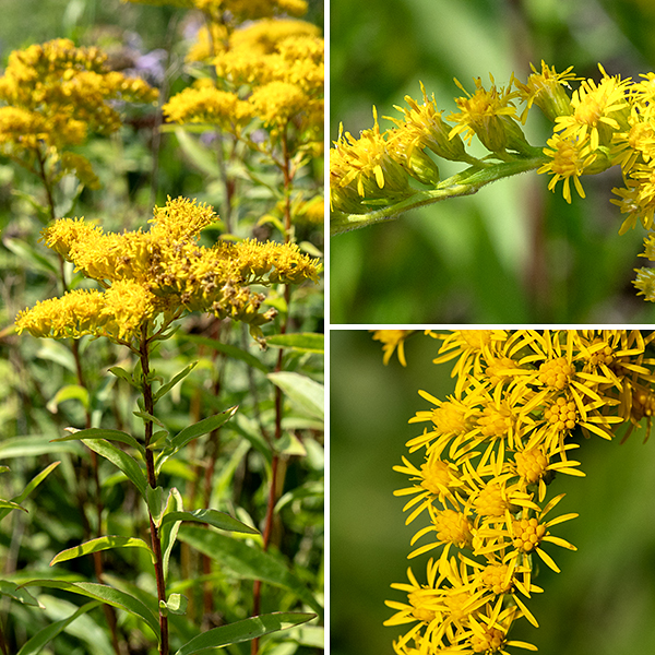 The central stem of late goldenrod gives rise to an inflorescence (a panicle) up to one foot long and wide made up of light green, slightly fuzzy, recurved branches with a few leafy bracts smaller than the stem leaves. Each flowerhead is about 1/4" across with 9-15 yellow ray florets and 7-12 yellow disk florets. Surrounding the base of the flowerhead are 2-5 series of appressed bracts (phyllaries) that combined are 2-4+ mm long; individual bracts are elongate lance-shaped. The flower stalks (pedicels) are minutely hairy, usually shorter than the phyllaries, all attached to one side of the panicle branches and curving upwards. Full-sized late goldenrod plants are imposing — tall, green or reddish-brown, yellow-tipped columns towering over every plant around them. The leaves of late goldenrod are similar to those of Canada goldenrod (S. canadensis), but the latter has hairy stems and tends to be somewhat shorter. Both tall goldenrod (S. altissima) and late goldenrod are three-nerved, have the largest leaves mid-stem, and pyramidal inflorescences, but tall goldenrod has rough-feeling (sandpapery) stems and leaves while late goldenrod has smooth stems and leaves. Of the three very similar species (late goldenrod, tall goldenrod, and Canada goldenrod), only late goldenrod has a hairless stem.