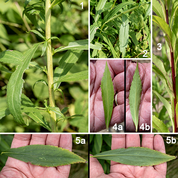 Late goldenrod is a native goldenrod that grows 3-7' tall; except at the apex (where the flowering stalks occur) it is largely unbranched. The stem is light green, pale purple, or deep reddish-brown, sometimes with a whitish waxy bloom, round in section, and hairless. The basal leaves wither before the plant begins to flower. The stem leaves are alternate, 3-6" long and 1/3-1.75 " across regardless of position on the stem (but largest mid-stem), elliptical or narrowly lance-shaped, gradually tapering towards both ends, at least partly toothed along the leaf margins, and sessile on the stem. The leaves are "three-nerved" with a midline vein and two lateral veins that more or less parallel the leaf margins.